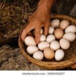 Organic free-range eggs Islamabad